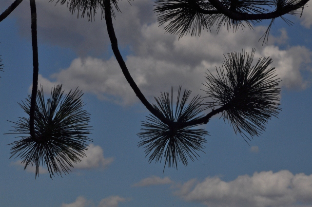 pine needles 